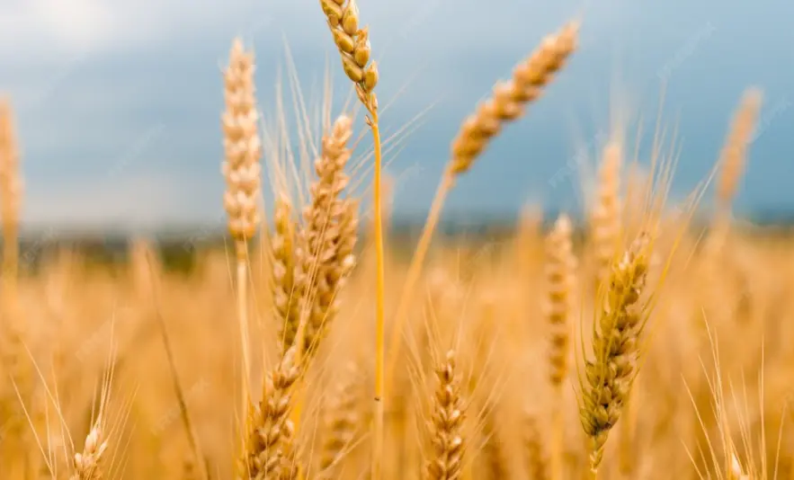 Harvest Festival Service